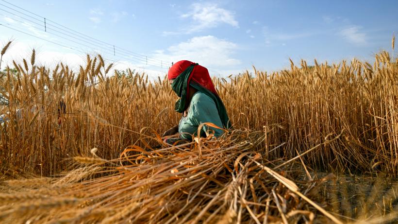 A farmer harvests wheat crop at a field in Faridabad